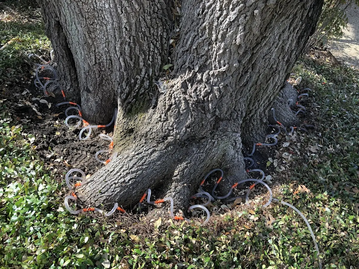 Detailed Tree Cabling and Bracing job site in Sheboygan Falls
