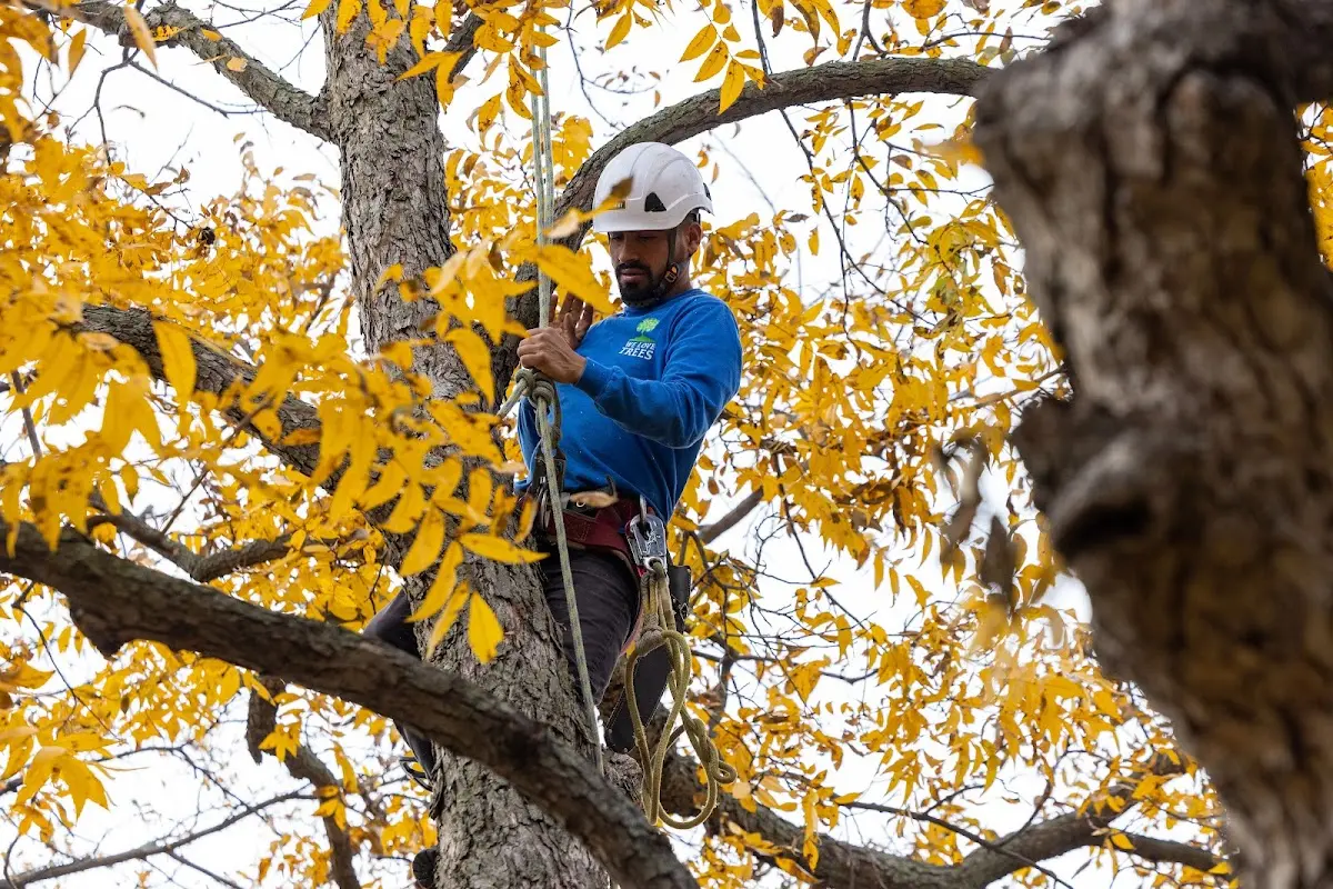 Skilled Tree Trimming crew working in Sheboygan Falls