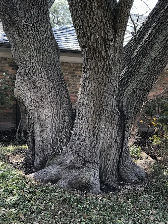 Mature heritage tree close to a Sheboygan Falls property cared for by certified arborists